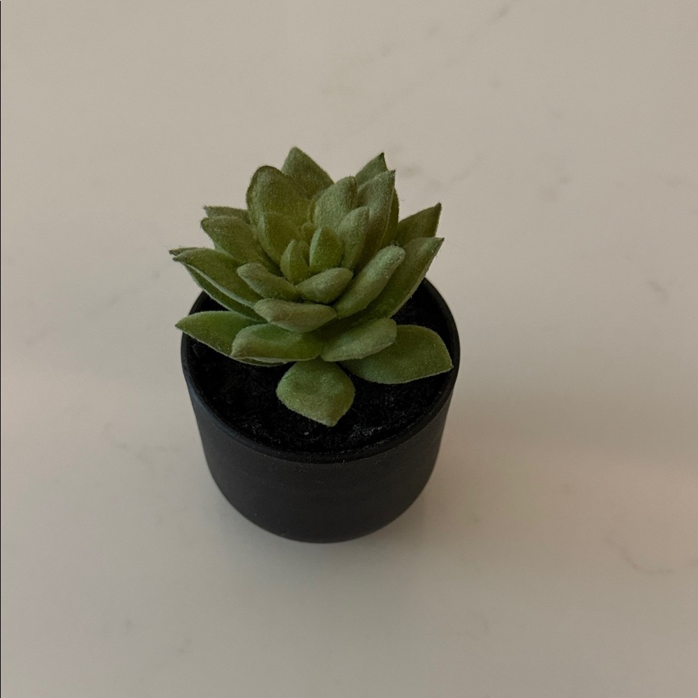 Mini Green Succulent in Black Pot
